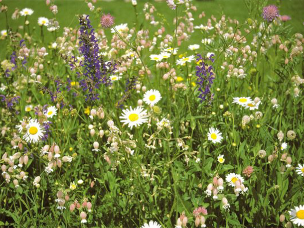 Diese Wildblumenwiese soll entstehen auf dem NABU Feld, In der Hött in Düsseldorf-Flehe 