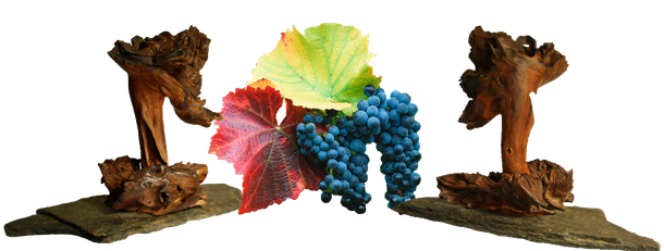 Die Vineroot slate aus anderen Perspektiven fotografiert, die Frucht, die daran wuchs, in der Mitte! Rotwein, ein edler Tropfen!