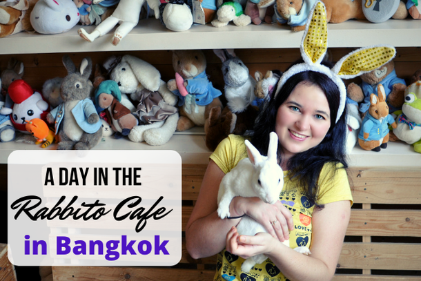 A day in the rabbit cafe in Bangkok, Thailand