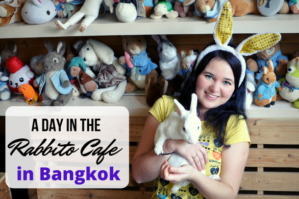 A day in the rabbit cafe in Bangkok, Thailand 