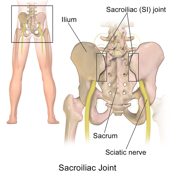 ＊Sacroiliac joint=仙腸関節、Sacrum=仙骨、Ilium=腸骨