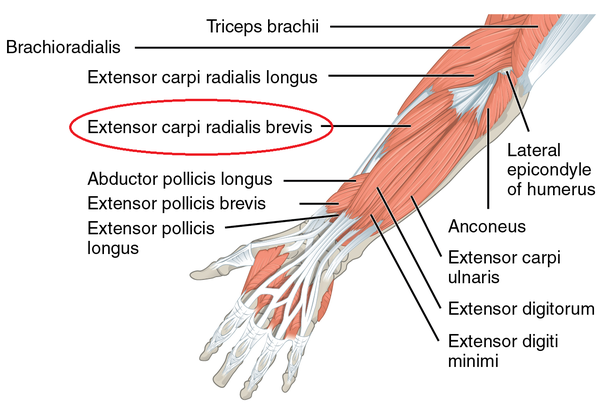 ＊赤い丸で囲んであるのが短橈側手根伸筋です