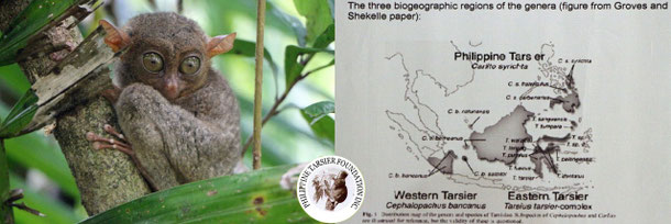 Der Tarsier oder auch philippinische Koboldmaki und die Karte seines Verbreitungsgebietes!