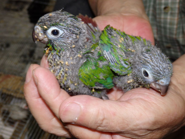 福岡県手乗りインコ小鳥販売店ペットショップミッキンに手乗りウロコインコのヒナが仲間入りしました。