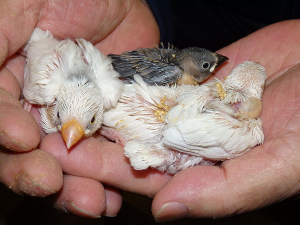 福岡県手乗りインコ小鳥販売店ペットショップミッキン　手乗り文鳥ヒナが仲間入りしました。