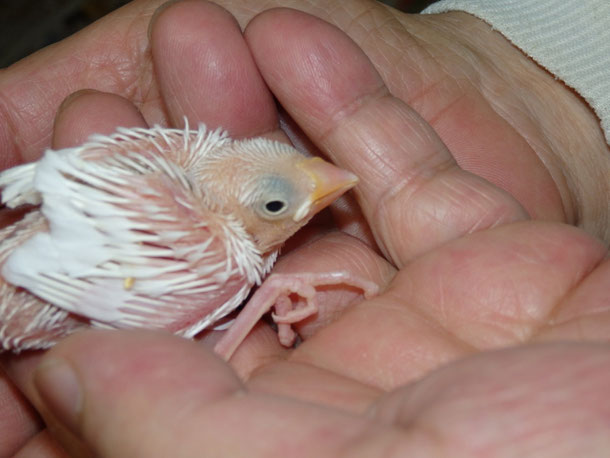 福岡県手乗りインコ小鳥販売ペットショップミッキンに手乗り白文鳥のヒナが仲間入りしました。