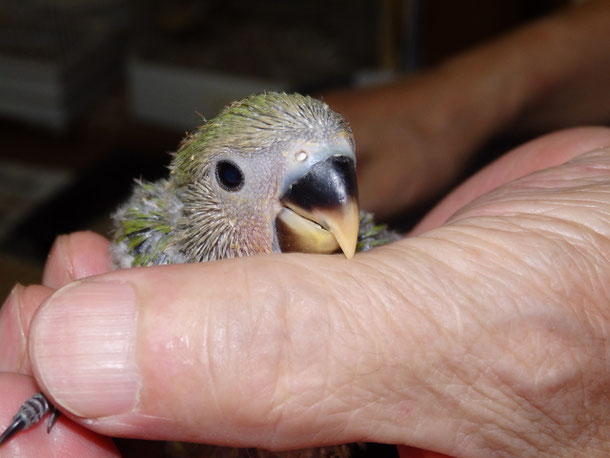 福岡県手乗りインコ小鳥販売店ペットショップミッキンに手乗りコザクラインコのヒナが仲間入りしました。