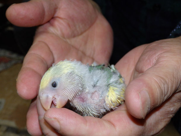 福岡県手乗りインコ小鳥販売ペットショップミッキンに手乗りコザクラインコのヒナが仲間入りしました。