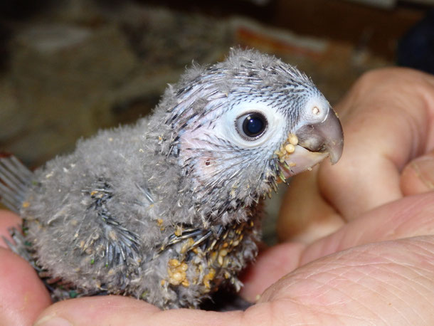 福岡県手乗りインコ小鳥販売ペットショップミッキンに手乗りウロコインコのヒナが仲間入りしました。