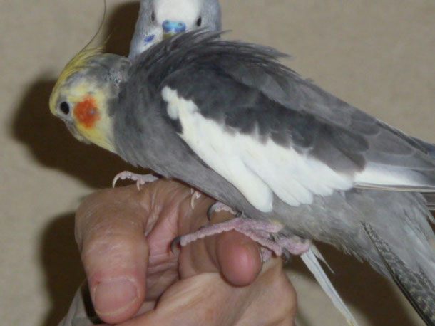 オカメインコとセキセイインコ