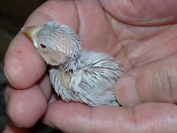 福岡県手乗りインコ小鳥販売ペットショップミッキンに手乗りクリーム文鳥のヒナが仲間入りしました。