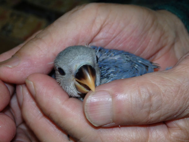 福岡県手乗りインコ小鳥販売ペットショップミッキンに手乗りブルーコザクラインコのヒナが仲間入りしました。