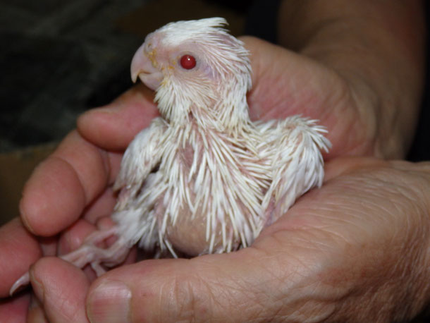 福岡県手乗りインコ小鳥販売ペットショップミッキンに手乗りピュアホワイトオカメインコのヒナが仲間入りしました。