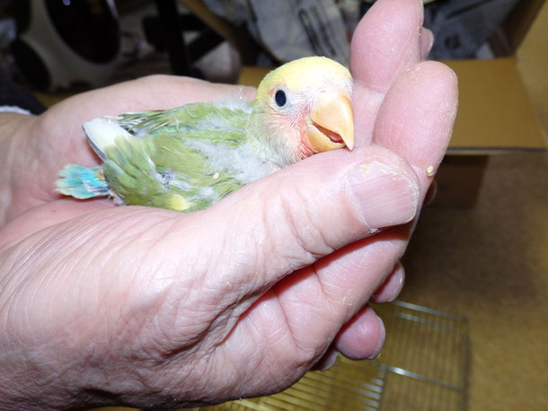 福岡県手乗りインコ小鳥販売店ペットショップミッキンに手乗りコザクラインコのタイガーが仲間入りしました。