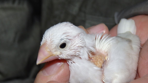 手乗り白文鳥のヒナが仲間入りしました。