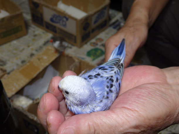 福岡県手乗りインコ小鳥販売店ペットショップミッキンに手乗りオパーリンブルーセキセイインコが仲間入りしました。