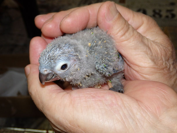 福岡手乗りインコ小鳥販売ペットショップミッキンに手乗りウロコインコのヒナが仲間入りしました。