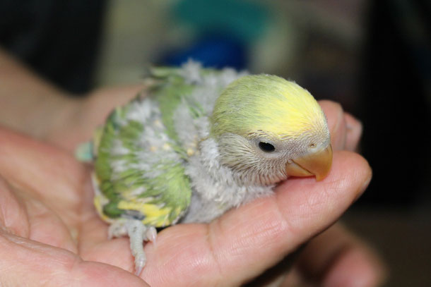 福岡県手乗りインコ小鳥販売店ペットショップミッキンに手乗りコザクラインコのヒナが仲間入りしました。