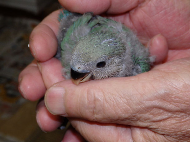 福岡県手乗りインコ小鳥販売ペットショップミッキンに手乗りコザクラインコのヒナが仲間入りしました。