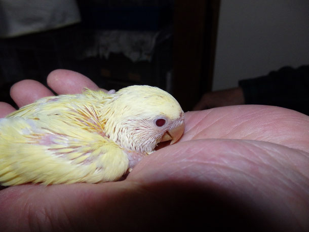 手乗りコザクラインコのヒナ イエローちゃんが仲間入りしました 福岡インコ ペットミッキン 手乗りコザクラインコのヒナ イエローちゃんが仲間入りしました 福岡インコ ペットミッキン