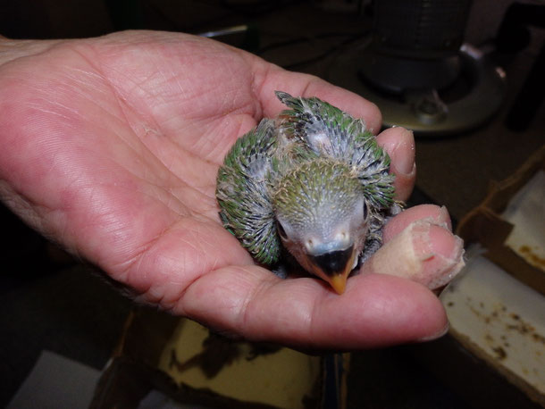 福岡県手乗りインコ小鳥販売店ペットショップミッキンに手乗りコザクラインコグリーンが仲間入りしました。