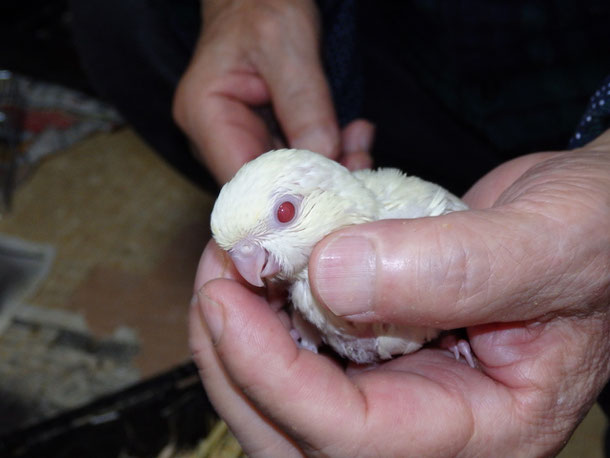 福岡県手乗りインコ小鳥販売ペットショップミッキンに手乗りサザナミインコのヒナが仲間入りしました。