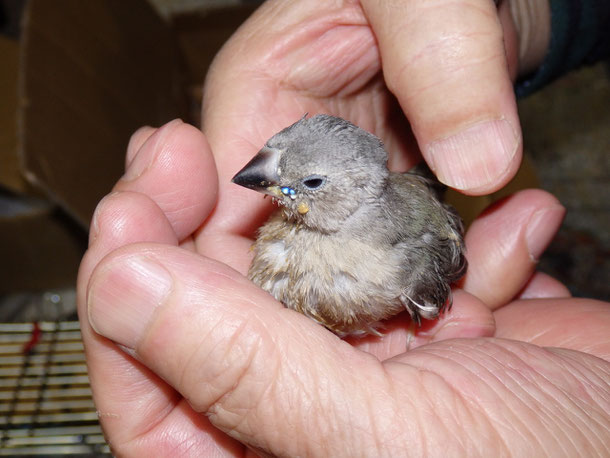 福岡手乗りインコ小鳥販売店ペットショップミッキン手乗りコキンチョウの手乗りヒナが仲間入りしました。