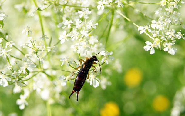 Nützliche Insekten: Der Ohrenkneifer