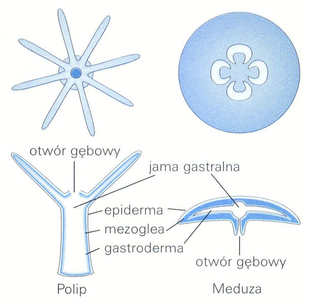 porównanie komórki roślinnej i zwierzęcej - Strona internetowa chemologia!