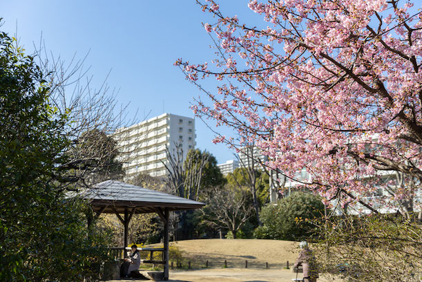 出張撮影　出張カメラマン　女性カメラマン　練馬区　光が丘　田柄梅林公園　公園フォト