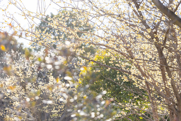 出張撮影　出張カメラマン　女性カメラマン　練馬区　光が丘　田柄梅林公園　公園フォト