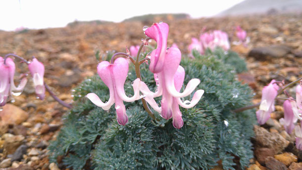 2026年　八ヶ岳　高山植物　開花情報
