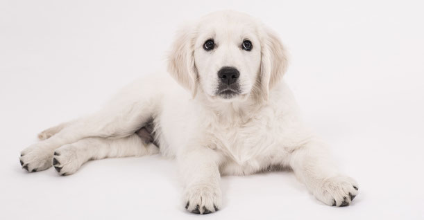 Vivre avec un chien épileptique