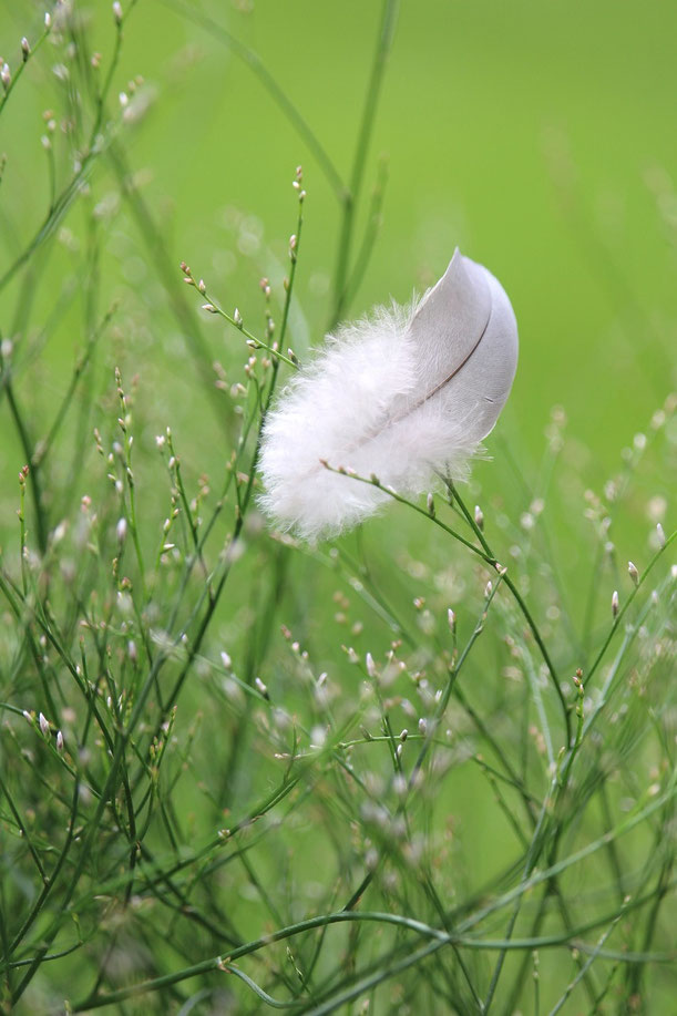 Feder auf Wiese, Foto: Pixabay