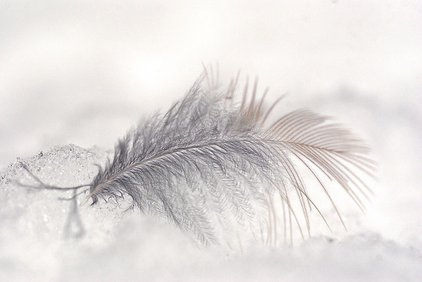 Feder, Foto: Pixabay