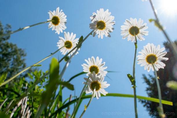 Blumen von unten