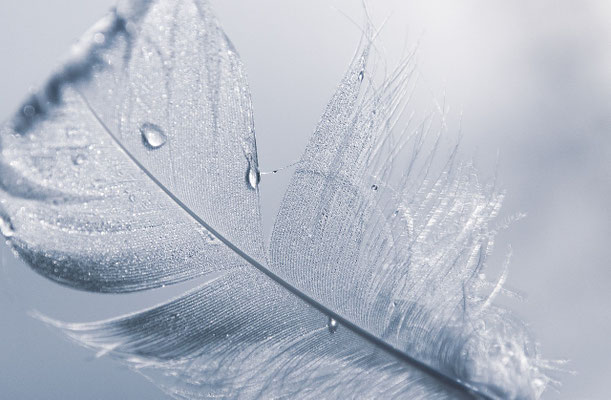 Feder, Foto: Pixabay