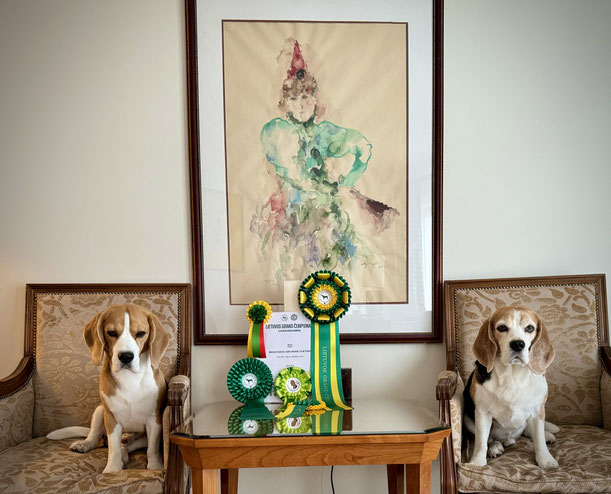 Czarnowsky, Czarnowsky-beagle, Little King Arthur, Bagio Boss Gintarine Fortuna * Lord James *, Czarnowsky , Beagle, Beagle, Beagle, Beagle, Beagle