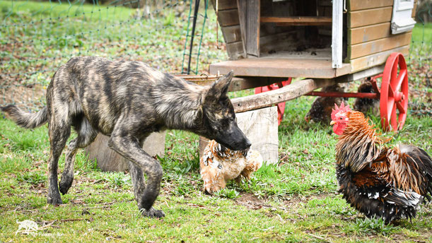 Freddie is bringing back mister rooster who has escaped. 