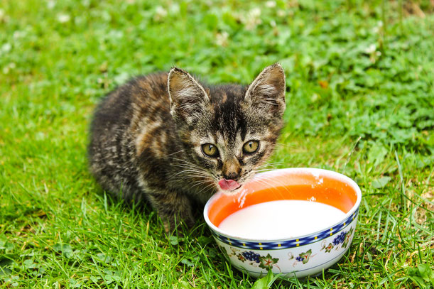 Milch für Katzen: ein Aberglaube