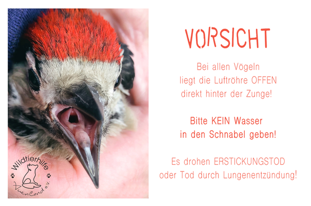 Die Luftröhre liegt bei Vögeln offen und damit ungeschützt hinter der Zunge.
