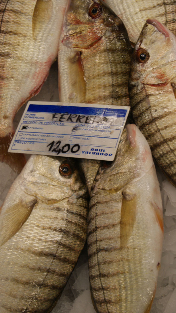 Ferreira,Fisch,Peixe,Fish,Martins-Kulinarium,Carvoeiro,Algarve,Portugal