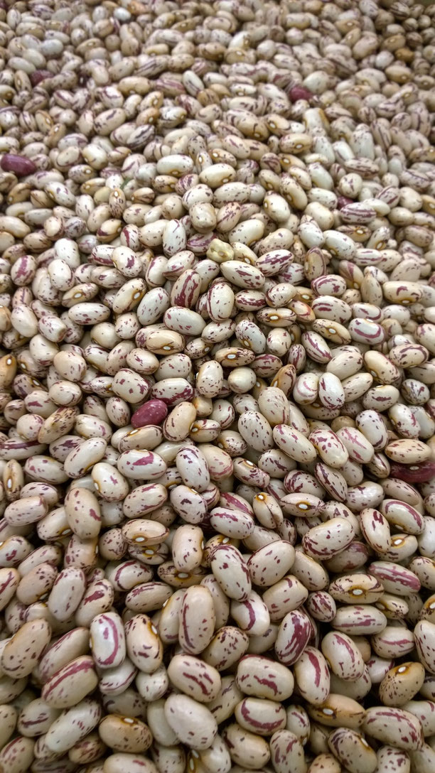 Weisse Bohnen,Feijão branco,White beans,Gemüse,Legumes,Vegetables,Martins-Kulinarium,Carvoeiro,Algarve,Portugal