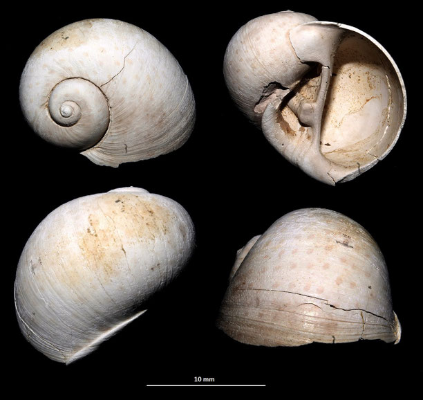 Cochlis sp. dalla Macchia della Turchina