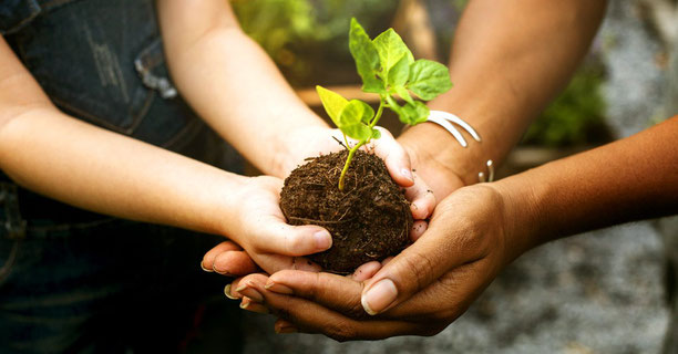 Reforestar para reencontrarnos con nuestro antiguo hogar: el bosque.