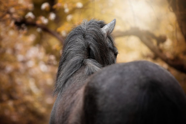 PawsPics, Tierfotografie, Pferdefotografie, Pferdebilder, Pferdefotos, Pferdefotograf, Tierfotograf, Aargau, Fotoshooting mit Pferd, Pony