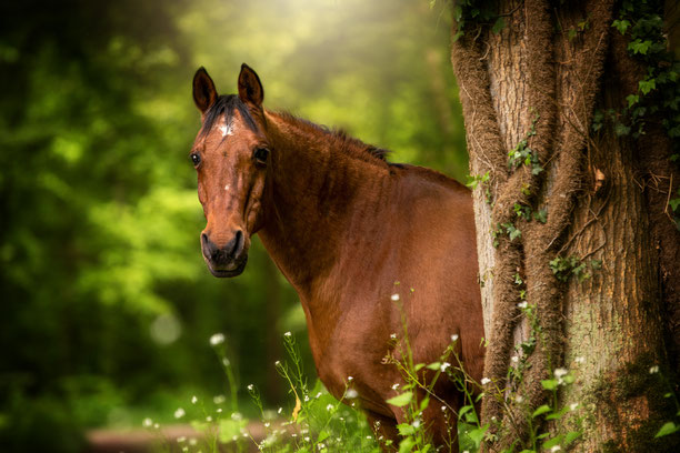 PawsPics, Tierfotografie, Pferdefotografie, Pferdebilder, Pferdefotos, Pferdefotograf, Tierfotograf, Aargau, Fotoshooting mit Pferd, Araber, 