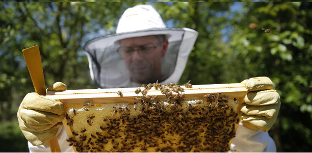 Joël GROSS apiculteur à Geudertheim proche de Brumath en Alsace (Bas rhin). L'apiculture avec "Le rucher des plaisirs". 