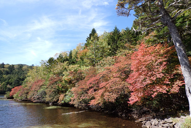 八ヶ岳　白駒池　紅葉情報　2023