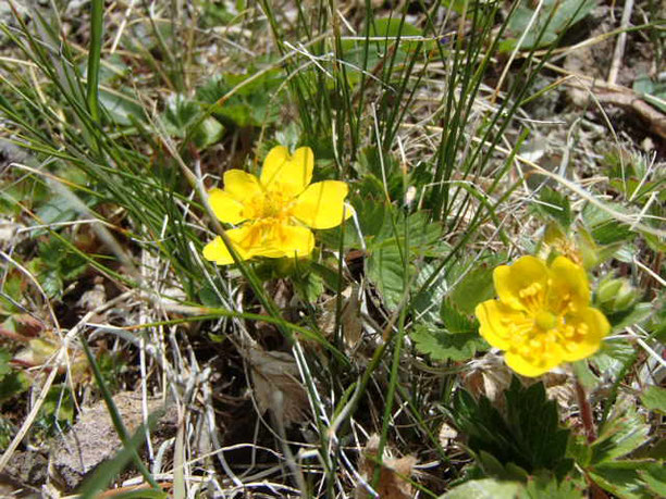 八ヶ岳　高山植物　開花情報